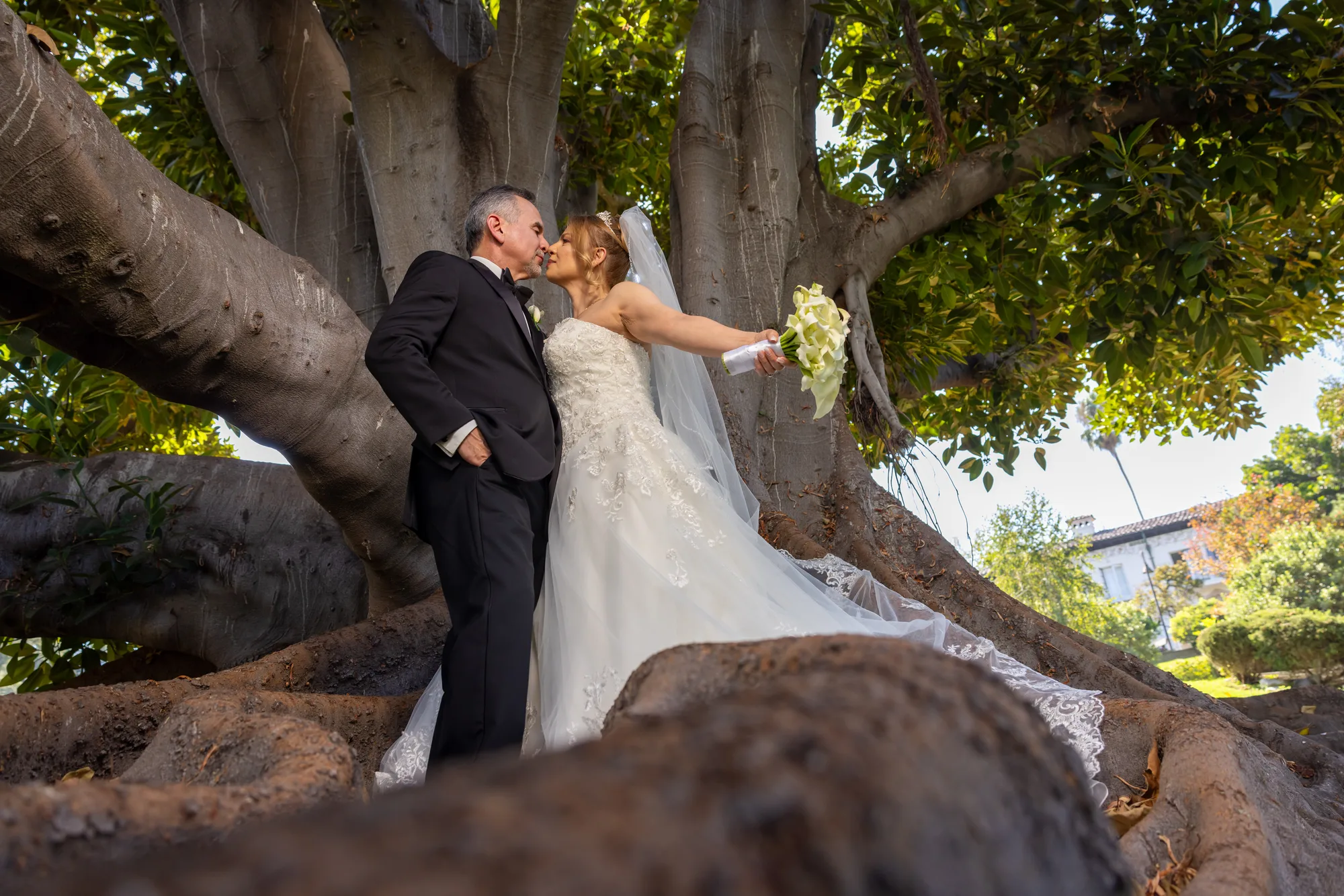 Bride and groom beneath the enormous multi-trunked fig tree at Ambassador Mansion & Gardens, Pasadena