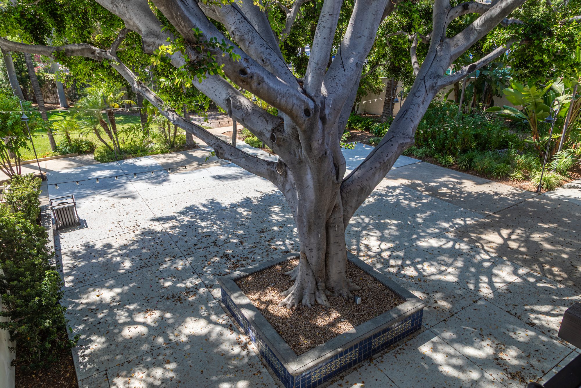A ficus shading the courtyard paving at the LA River Center