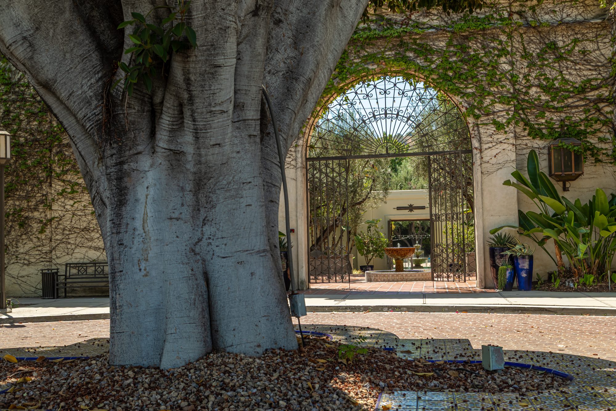 The trunk of the great ficus beside the gate at the LA River Center