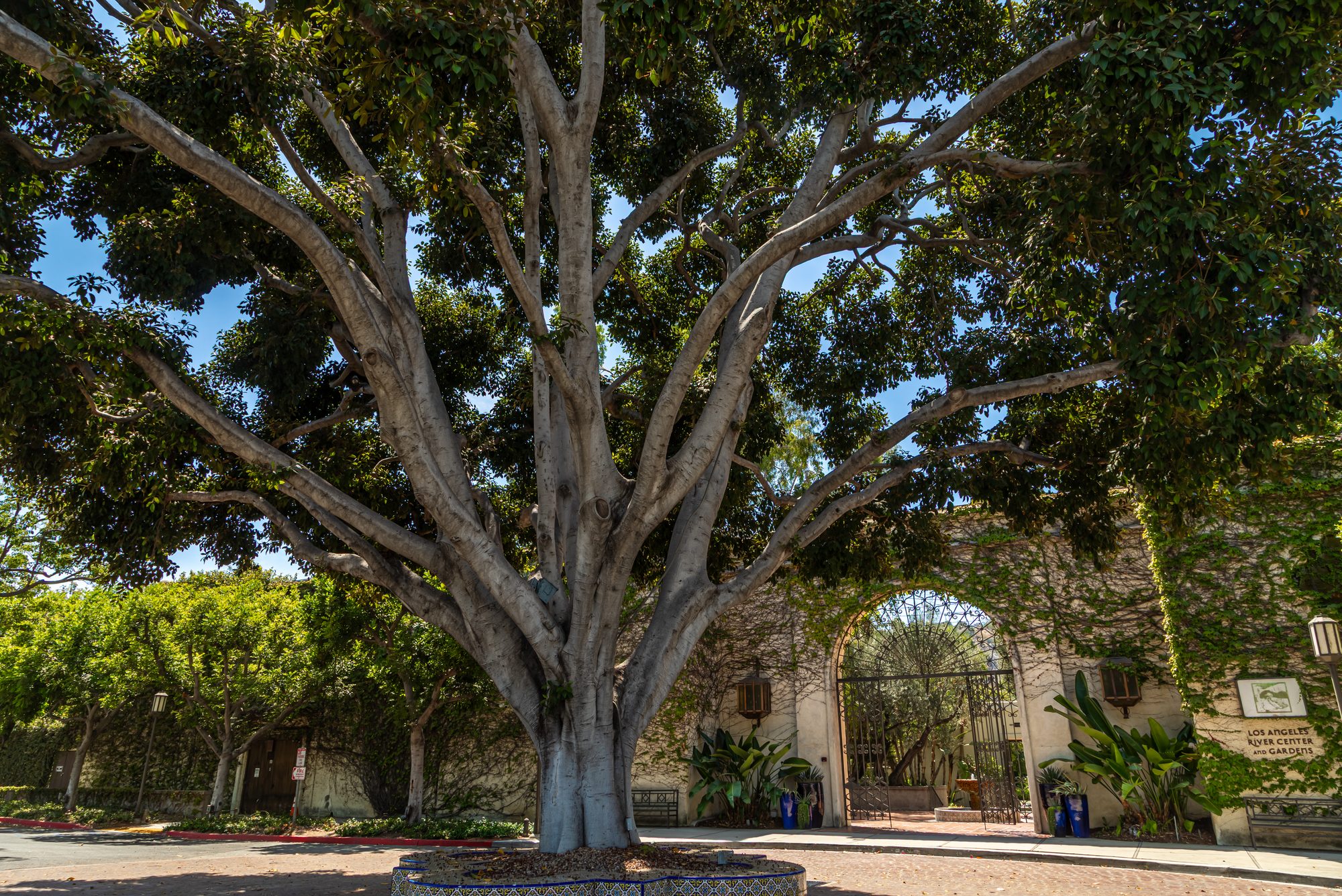 One of the old ficus trees at the LA River Center