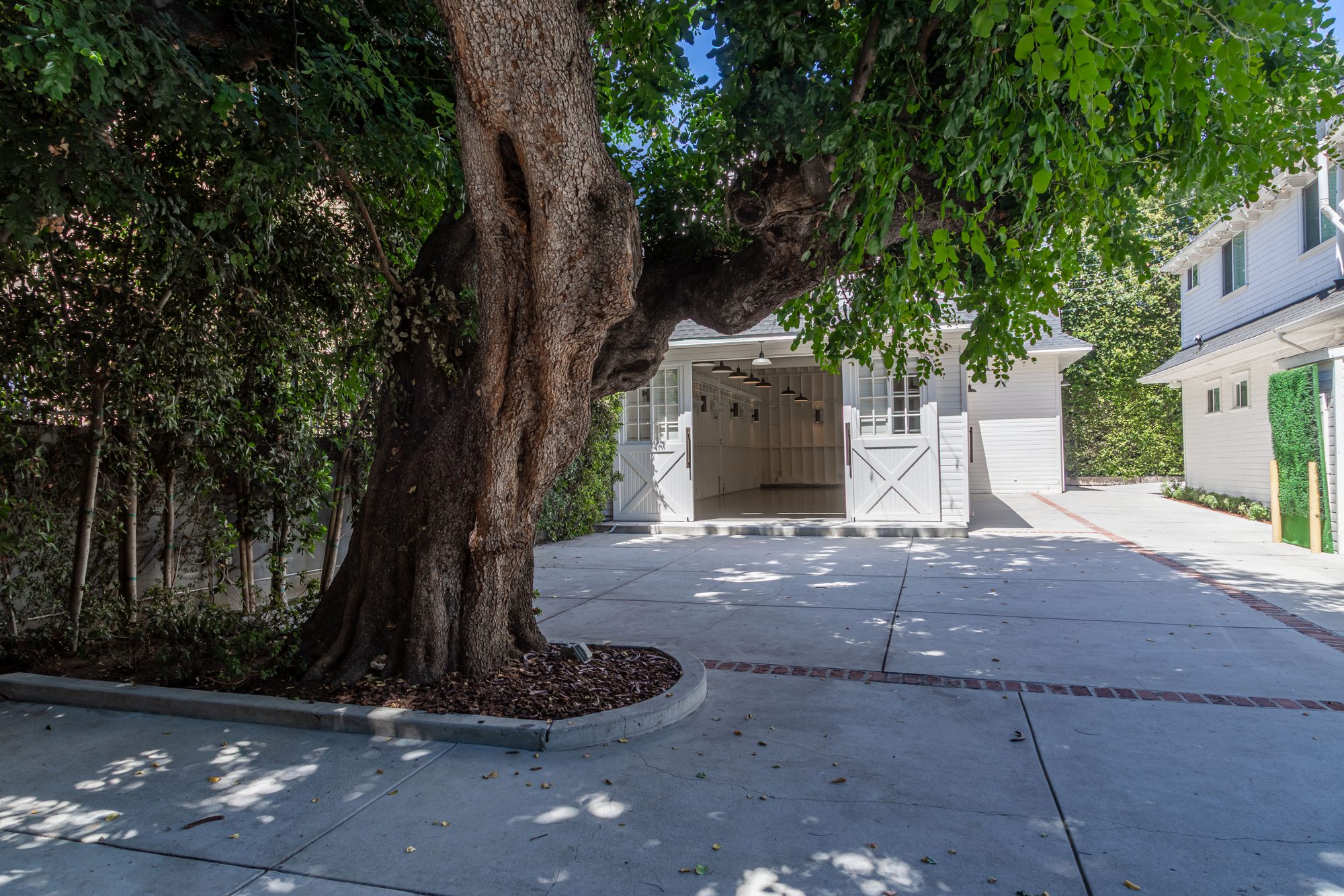 The old ficus over the drive at Lombardi House, photographed by ConneryFilm